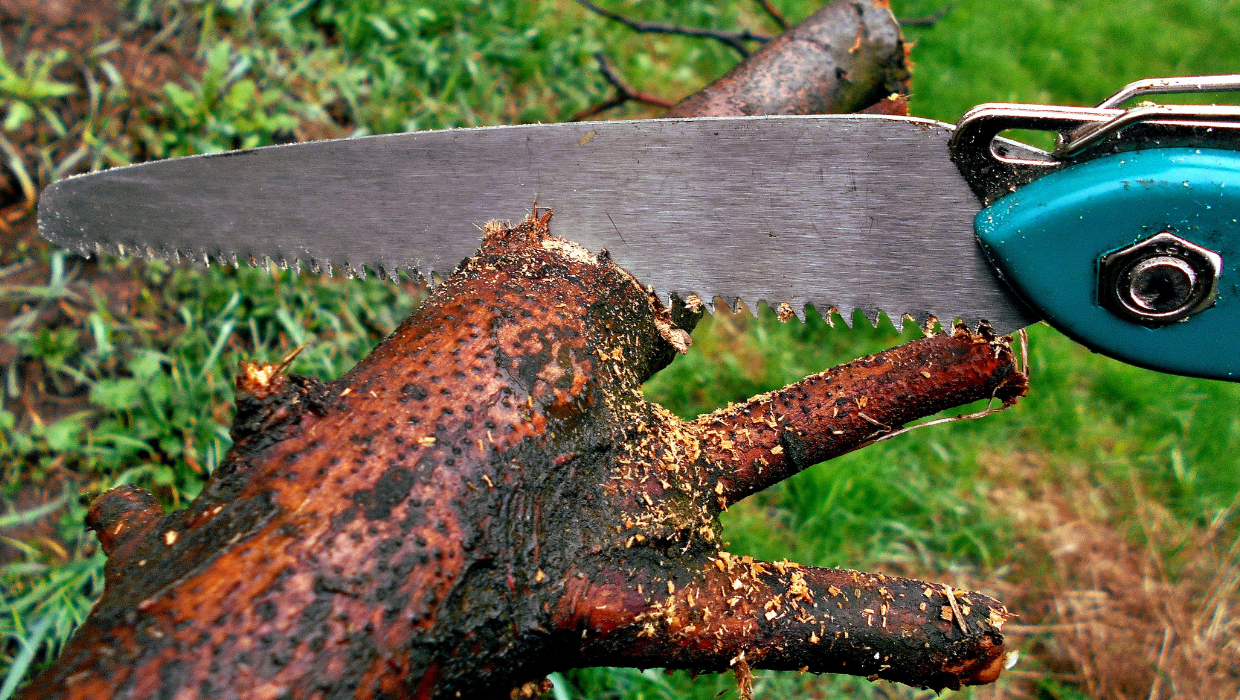 Photo of tree being trimmed